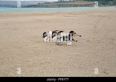 Ein Springer Spaniel und ein Cocker Spaniel Welpen spielen auf einem goldenen Sandstrand Stockfoto