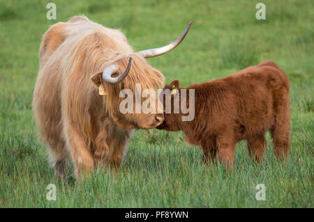 Mutter und Kalb, Highland Kühe, Trossachs, Schottland, 26. Mai 2018 Stockfoto