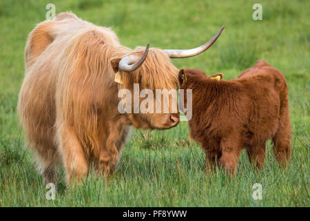 Mutter und Kalb, Highland Kühe, Trossachs, Schottland, 26. Mai 2018 Stockfoto