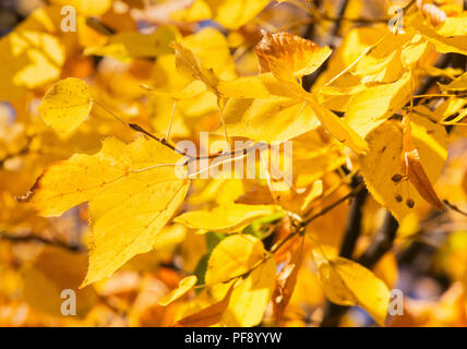 Gelbe Blätter im Herbst, eine geringe Tiefenschärfe Bild. Stockfoto