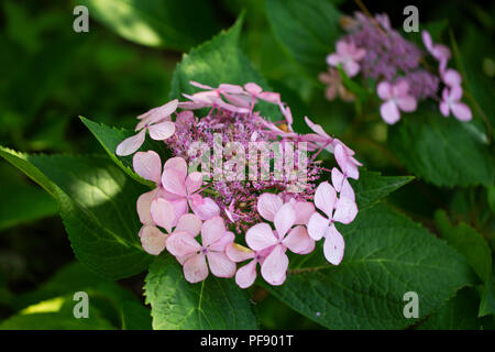 Hydrangea macrophylla, oder bigleaf Hydrangea, in Vielfalt Let's Dance Diva! Stockfoto