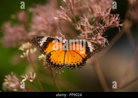 Leopard florfliege Schmetterling (Cethosia cyane Drury) sitzen auf einem Ast. Stockfoto