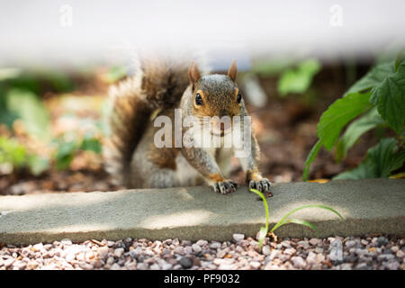 Östlichen Grauhörnchen (Sciurus carolinensis) peeking unter einer Parkbank. Stockfoto