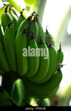 Musa x paradisiaca Williams Bananen, wächst an einem Baum. Stockfoto