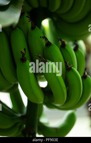 Musa x paradisiaca Williams Bananen, wächst an einem Baum. Stockfoto