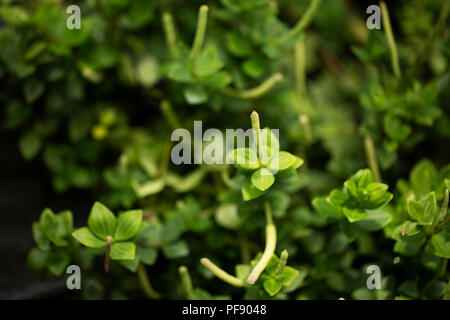 Peperomia tetraphylla, bekannt als Acorn oder 4-Blatt (Leaved) peperomia, beheimatet in Hawaii. Stockfoto