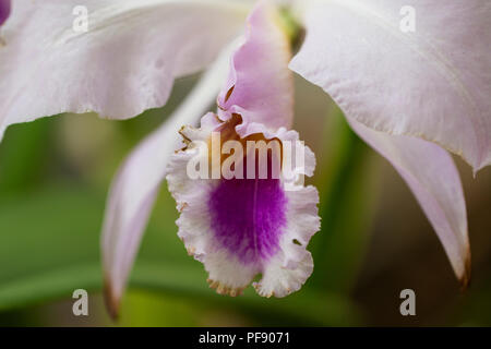 Nahaufnahme von lila Cattleya gaskelliana Orchidee, beheimatet in Kolumbien und Venezuela. Stockfoto