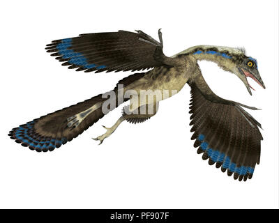 Archaeopteryx Reptil - Archaeopteryx war ein fleischfressender Pterosaur Reptil, dass in Deutschland während der Kreidezeit lebten. Stockfoto