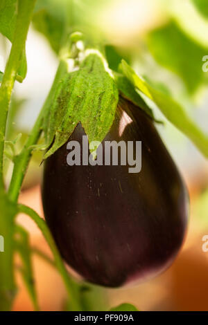 Urtica var. esculentum, die Auberginen in der Sorte Black Beauty, in einem Garten wachsen. Stockfoto