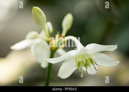 Amazon Lily (eucharis Amazonica), eine zarte weiße Blume aus Peru. Stockfoto