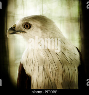 Einen Eagle starrt aus seinem Käfig in Semenggoh Orang Utan Rehabilitationszentrum, Kuching, Sarawak, Borneo, Malaysia. Stockfoto