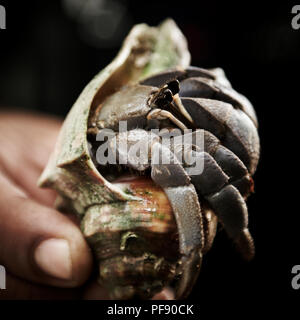 Ein conch Shell Crab im Bako Nationalpark, Borneo, Malaysia. Stockfoto