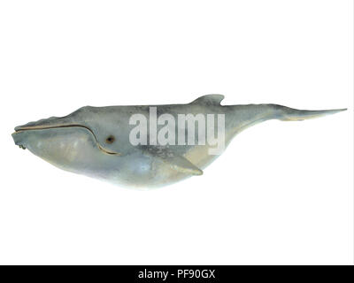 Weißer Buckelwal - Der Buckelwal ist ein Bartenwal und wie viele andere Tiere können weiß erscheinen, weil der Mangel an Pigmentzellen in der Haut. Stockfoto