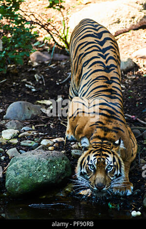 Ein Tiger trinken aus einem Datenstrom direkt an der Kamera in den Melbourne Zoo suchen. Stockfoto