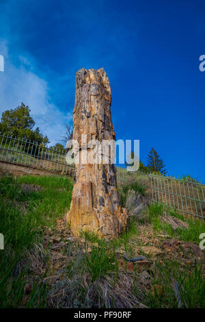 Vertikale Detailansicht des berühmten versteinerten Baum, im Lamar Valley im Yellowstone National Park Stockfoto