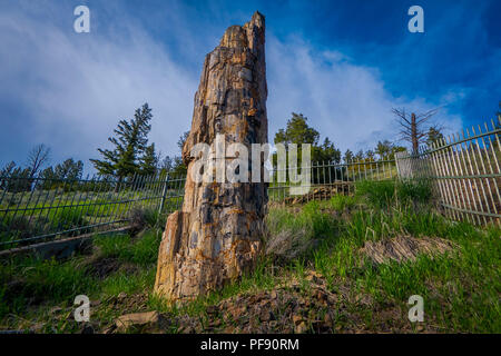 Vertikale Detailansicht des berühmten versteinerten Baum, im Lamar Valley im Yellowstone Nationalpark in den USA. Stockfoto