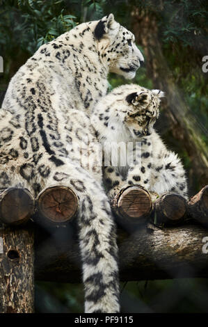 Baby snow leopard am Spiel mit seiner Mutter auf. Stockfoto