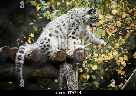 Baby snow leopard am Spiel mit seiner Mutter auf. Stockfoto