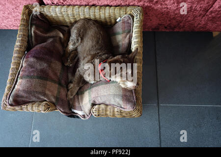 Junger Hund fallen schlafend in seinem komfortablen Korb Stockfoto