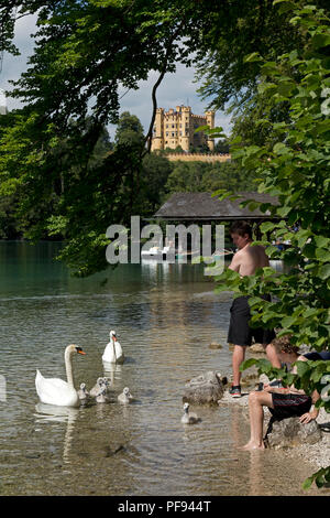 Eine Familie der Schwäne auf Alpsee (See Alp) mit Schloss Hohenschwangau im Hintergrund, Hohenschwangau, Allgäu, Bayern, Deutschland Stockfoto