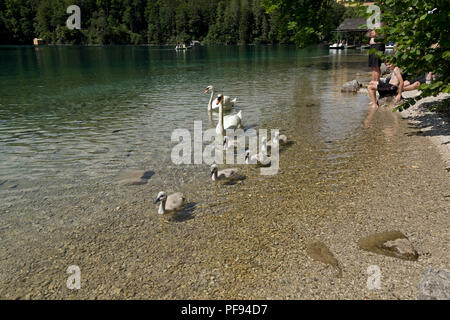 Familie von Schwänen, Alpsee (See Alp), Hohenschwangau, Allgäu, Bayern, Deutschland Stockfoto