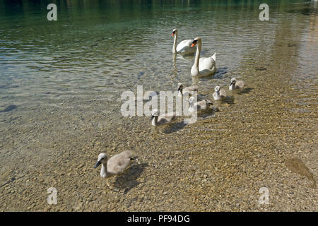 Familie von Schwänen, Alpsee (See Alp), Hohenschwangau, Allgäu, Bayern, Deutschland Stockfoto