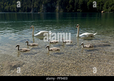 Familie von Schwänen, Alpsee (See Alp), Hohenschwangau, Allgäu, Bayern, Deutschland Stockfoto