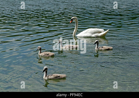 Familie von Schwänen, Alpsee (See Alp), Hohenschwangau, Allgäu, Bayern, Deutschland Stockfoto