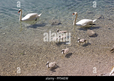 Familie von Schwänen, Alpsee (See Alp), Hohenschwangau, Allgäu, Bayern, Deutschland Stockfoto