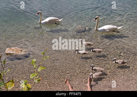 Familie von Schwänen, Alpsee (See Alp), Hohenschwangau, Allgäu, Bayern, Deutschland Stockfoto