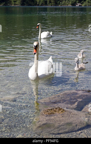 Familie von Schwänen, Alpsee (See Alp), Hohenschwangau, Allgäu, Bayern, Deutschland Stockfoto