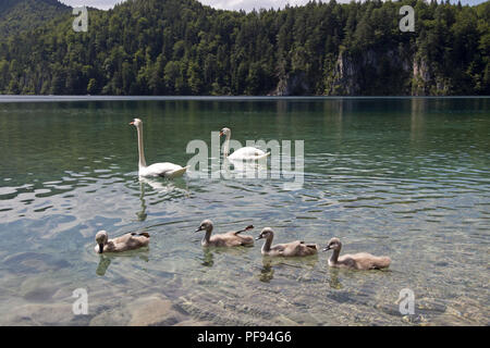 Familie von Schwänen, Alpsee (See Alp), Hohenschwangau, Allgäu, Bayern, Deutschland Stockfoto