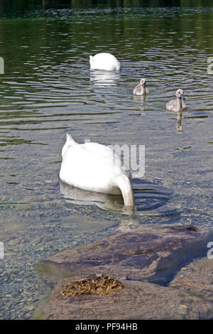 Familie von Schwänen, Alpsee (See Alp), Hohenschwangau, Allgäu, Bayern, Deutschland Stockfoto