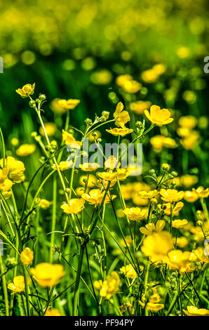Clos von Buttercup im Frühling vor dem Hintergrund der weichen gelben und grünen Bokeh Stockfoto