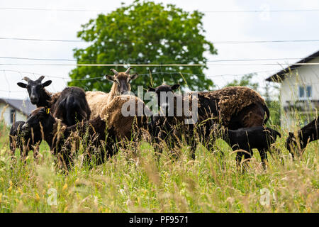 Herde von mufflons mit Lämmer auf der Weide auf dem Hof Stockfoto