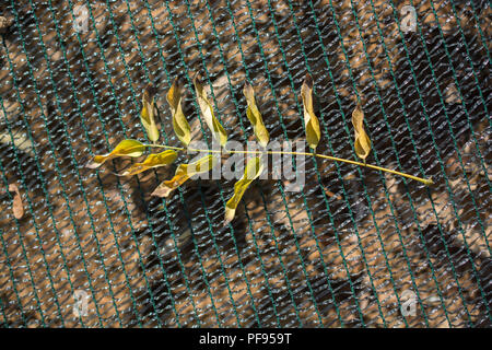 Ein trockenes Blatt im Herbst mal in Makro anzeigen Stockfoto