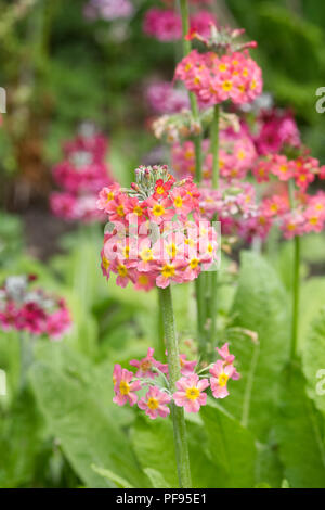 Primula Kandelaber Hybriden. Stockfoto