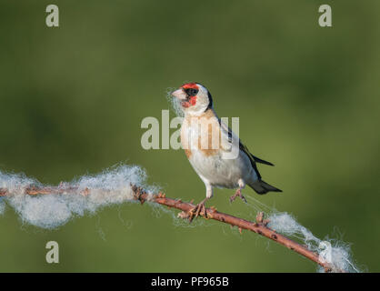 Europäische Stieglitz, Carduelis carduelis, sammeln Wolle aus dornbusch für Nesting Material, Lancashire, Großbritannien Stockfoto
