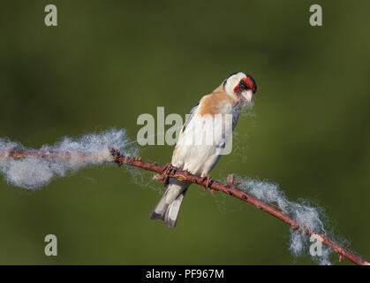 Europäische Stieglitz, Carduelis carduelis, sammeln Wolle aus dornbusch für Nesting Material, Lancashire, Großbritannien Stockfoto