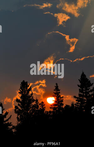 Ein vertikales Naturbild, wenn die Sonne in die hohen Bäume sinkt und Rauch aus der Nähe von Waldbränden ein surreales Licht auf die Wolkenformationen ausstrahlt Stockfoto