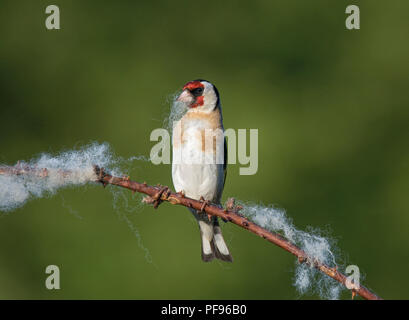Europäische Stieglitz, Carduelis carduelis, sammeln Wolle aus dornbusch für Nesting Material, Lancashire, Großbritannien Stockfoto