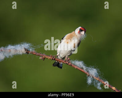 Europäische Stieglitz, Carduelis carduelis, sammeln Wolle aus dornbusch für Nesting Material, Lancashire, Großbritannien Stockfoto