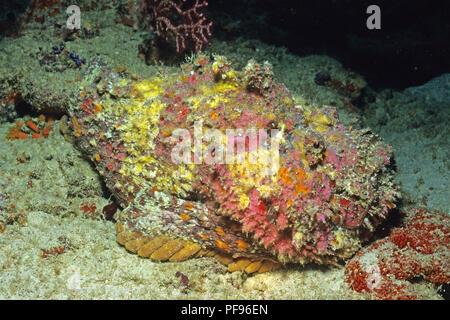 Reef Steinfisch oder echten Steinfisch (Synanceia verrucosa), der weltweit die meisten giftigen Fischen, Insel Lombok, Indonesien Stockfoto