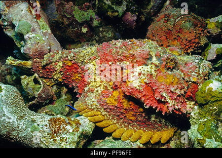 Reef Steinfisch oder echten Steinfisch (Synanceia verrucosa), der weltweit die meisten giftigen Fisch, Ari Atoll, Malediven Stockfoto