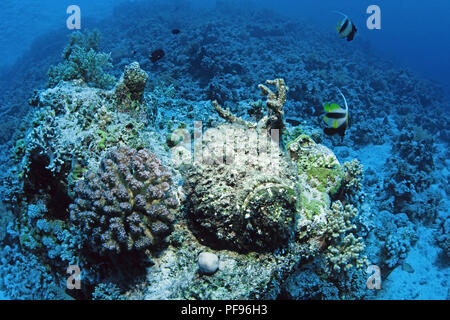 Reef Steinfisch oder echten Steinfisch (Synanceia verrucosa), der weltweit die meisten giftigen Fisch, Ari Atoll, Malediven Stockfoto