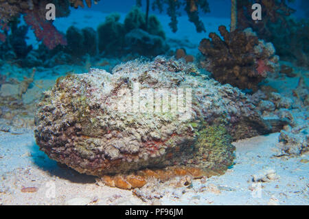 Reef Steinfisch oder echten Steinfisch (Synanceia verrucosa), der weltweit die meisten giftigen Fisch, Sinai, Ägypten Stockfoto