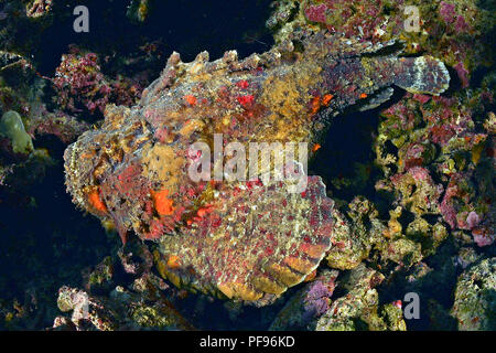 Reef Steinfisch oder echten Steinfisch (Synanceia verrucosa), der weltweit die meisten giftigen Fisch, Papua-Neuguinea Stockfoto