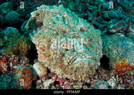 Reef Steinfisch oder echten Steinfisch (Synanceia verrucosa), der weltweit die meisten giftigen Fisch, Sulawesi, Indonesien Stockfoto