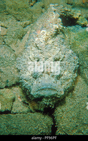 Reef Steinfisch oder echten Steinfisch (Synanceia verrucosa), der weltweit die meisten giftigen Fisch, Sulawesi, Indonesien Stockfoto