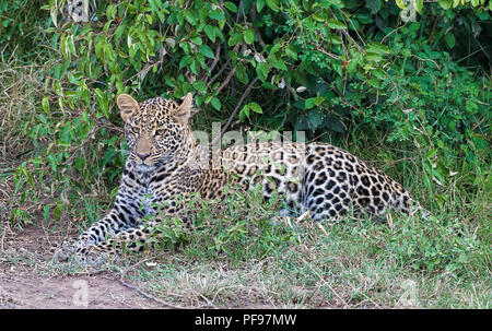 Leopard (Panthera pardus) liegt vor von Sträuchern, Masai Mara, Kenia Stockfoto